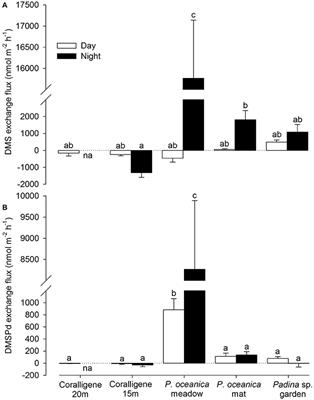 Exchange Dynamics Reveal Significant Accumulation of Dimethylated Sulfur by Mediterranean Benthic Communities